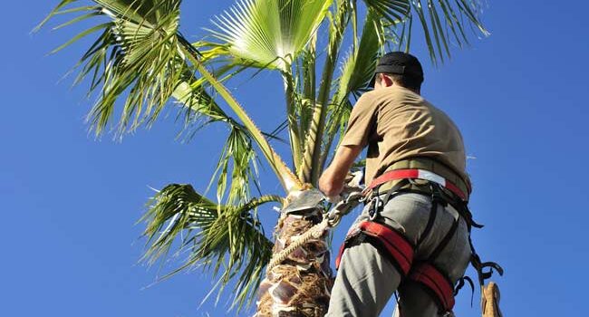 Palm Tree Pruning Villamartin