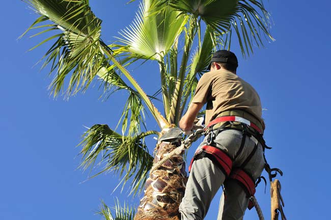 Palm Tree Pruning Villamartin
