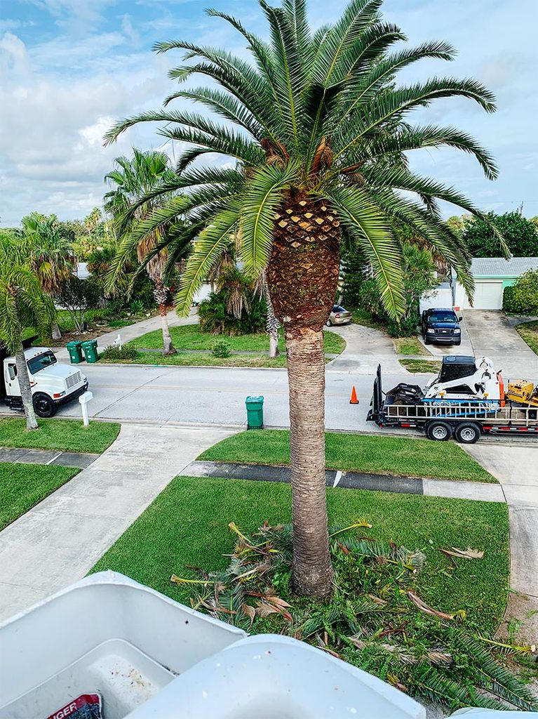 Palm Tree Trimming Pilar de la Horadada