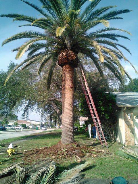 Palm Tree Pruning Moraira