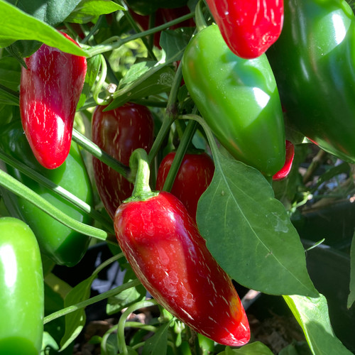 Jalapeno Giant Chili