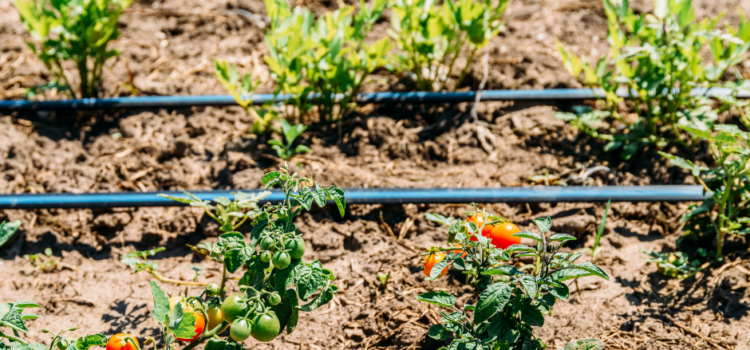 Irrigation is a crucial component of gardening in the Costa Blanca region, where hot and dry summers can cause water stress in plants. Proper irrigation can help plants thrive and produce a healthy and beautiful garden. In this article, we will discuss the role of irrigation systems in Costa Blanca gardening, and the different types of irrigation systems available. Importance of Irrigation: In the Costa Blanca, plants can easily dry out in the hot and dry weather conditions. Proper irrigation can help provide the necessary water to maintain a healthy garden, helping plants grow, and produce flowers or fruits. Irrigation also helps maintain the right soil moisture level to prevent water stress, which can lead to plant diseases and pests. Types of Irrigation Systems: There are several types of irrigation systems available for use in Costa Blanca gardens. Drip irrigation systems are a popular choice that provide a slow and steady supply of water directly to the plant roots, reducing water waste and evaporation. Sprinkler systems are also commonly used and work by spraying water over the garden area. Soaker hoses, micro-sprinklers and misting systems are also available and can be effective based on the specific gardening needs. Maintenance and Care: Proper maintenance of irrigation systems is important to ensure they work effectively and efficiently. Check for leaks or clogs in the system and regularly clean and replace filters as needed. It's essential to adjust the watering schedule and duration according to the season, and based on the needs of different plants in the garden. Over-watering can be as damaging as under-watering. Considerations: Factors like the size and shape of the garden, soil type, and the types of plants grown will help determine the best irrigation system for your garden. Additionally, new irrigation technologies can help manage the water and improve efficiency, so gardeners may want to consider installing a smart irrigation system. In summary, proper irrigation is essential to maintain a healthy garden in the Costa Blanca region. With the right irrigation system, gardeners can ensure their plants receive the necessary water they need to thrive in the dry, hot climate. Regular maintenance and care of irrigation systems will help them function effectively and efficiently, ensuring a beautiful and healthy garden.