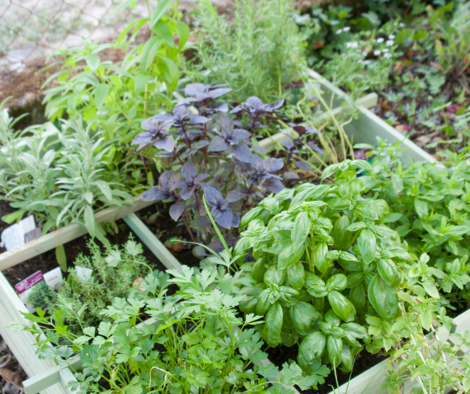 Grow your own Herbs