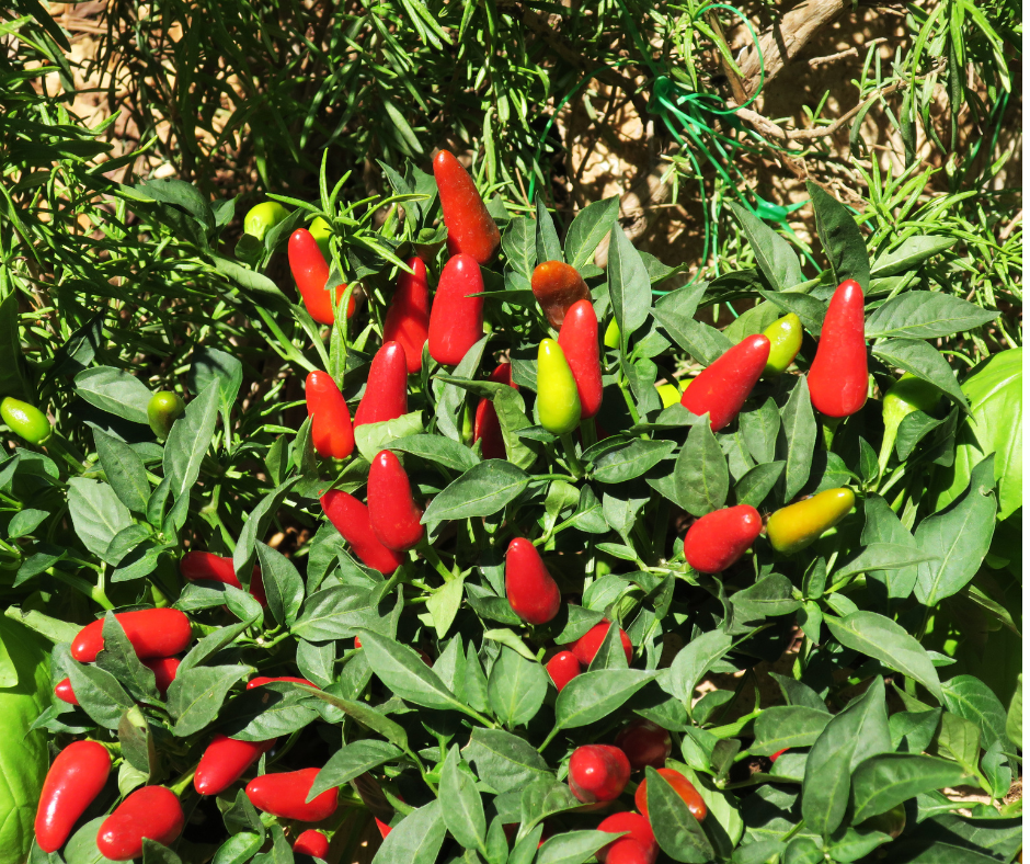 Grow your own peppers