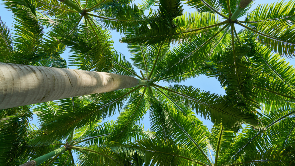 Palm Tree Maintenance Moraira