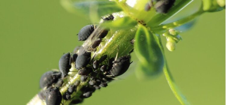 Garden Pests and Diseases Costa Blanca