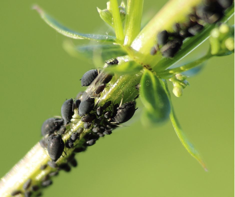 Garden Pests and Diseases Costa Blanca