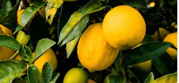 How to Look After Lemon Trees Costa Blanca