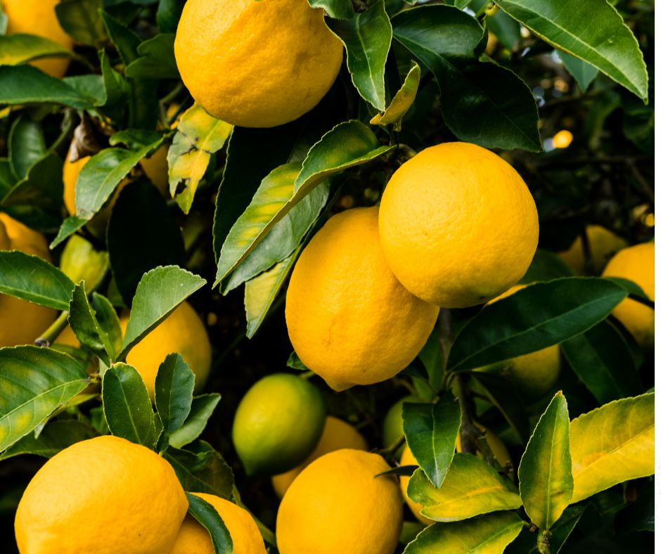 How to Look After Lemon Trees Costa Blanca